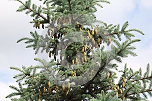 Blue spruce branches on a green background.