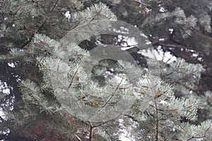 Blue spruce branches Picea pungens, is a species of fir tree. Christmas time background