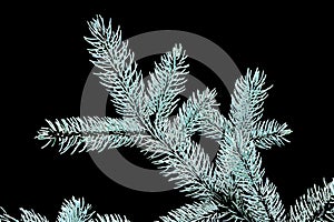 Blue spruce and fir tree branches with fresh green needles on blurred green and an isolated background.