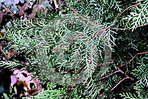 Blue spruce and fir tree branches with fresh green needles on blurred green and an isolated background.