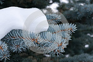 Branches of blue spruce in the snow