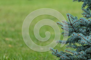 Blue spruce and green grass