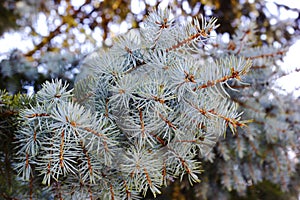 Blue spruce, green spruce