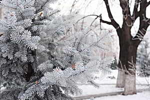 Blue spruce, green spruce, white spruce, Colorado spruce or Colorado blue spruce with hoarfrost.