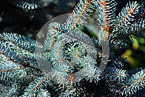 Blue Spruce Limbs