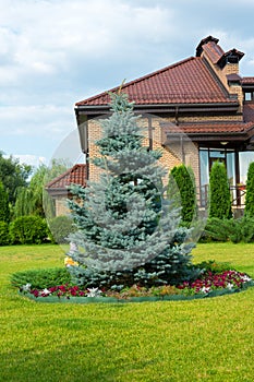 Blue spruce near cottage