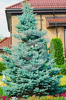 Blue spruce near cottage