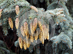 Blue Spruce Or Picea Pungens With Cones