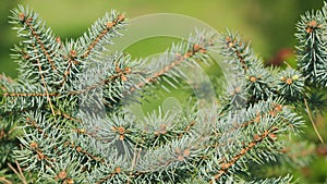 Blue Spruce Picea Pungens. Coniferous Tree Ice Shade Of Blue Color. Fresh Blue Spruce Branches. Pan.