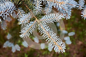 Blue spruce Picea pungens or green spruce Colorado spruce or Colorado blue spruce coniferous evergreen tree branches