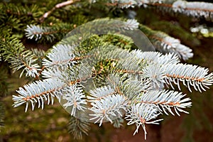 Blue spruce Picea pungens or green spruce Colorado spruce or Colorado blue spruce coniferous evergreen tree branches