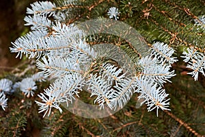 Blue spruce Picea pungens or green spruce Colorado spruce or Colorado blue spruce coniferous evergreen tree branches