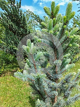 Blue Spruce Picea pungens Iseli Fastigiata with fresh new growth in the garden. Soft tender needles grow vertically upwards accord