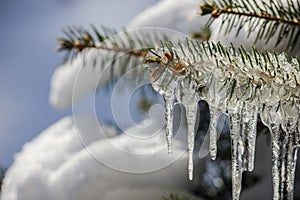 Blue Spruce Pine Tree Covered with Icicles and Snow