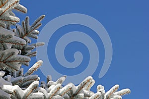 Blue Spruce Pine Tree Icing of Snow Against Blue Sky background