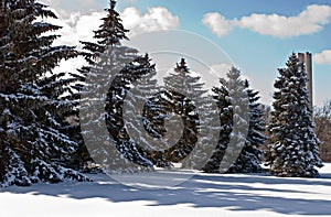 Blue Spruce in Snow photo