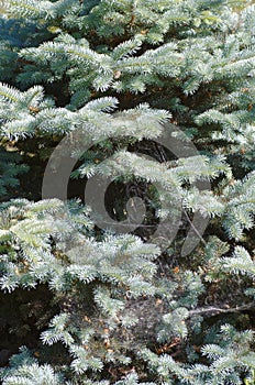 Blue spruce