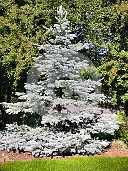 Blue Spruce Tree