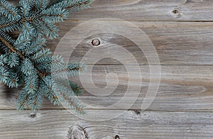 Blue Spruce Tree Branch on Rustic Wood