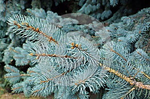 Blue spruce tree