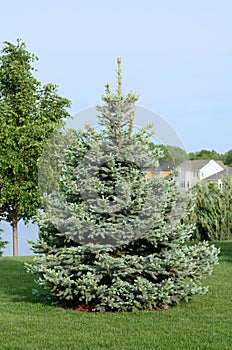 A Blue Spruce Tree photo