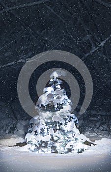Blue Spruce Tree with Snow at Night