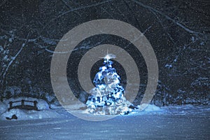 Blue Spruce Tree with Star at Night