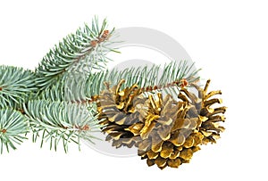 Blue spruce twig and golden pine cones isolated on white background. Christmas decoration