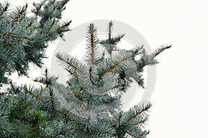 Blue spruce twigs on white background Picea pungens