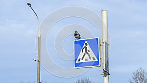 Blue square traffic sign for pedestrian crossing with silhouette of crow on background of blue sky.