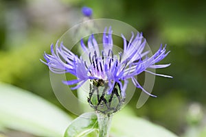 Blue squarrose Knapweed in bloom