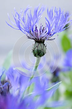 Blue squarrose Knapweed in bloom