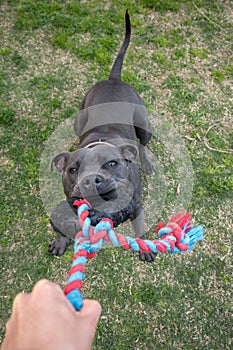 Blue Staffordshire Bull Terrier or Staffy playing tug-of-war game