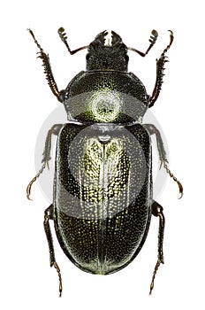 Blue Stag Beetle on white Background