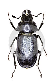 Blue Stag Beetle on white Background