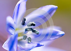 Blue stamen from scilla flower in northeast, USA