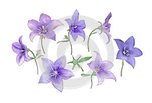 Blue star balloon flowers set isolated on white Watercolor Platycodon flowers botanical illustration spring blossom floral clipart