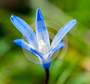 Blue star of Bethlehem