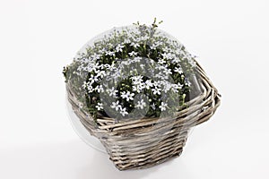 Blue Star Creepers (Pratia pedunculata) in basket