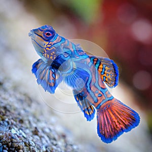 Blue Star Fish