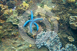 Blue star fish on rustic coral reef stone. Tropical starfish underwater photo. Exotic aquarium animal