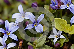 Blue Star Flower, Isotoma fluviatilis