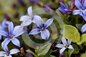 Blue Star Flower, Isotoma fluviatilis