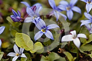 Blue Star Flower, Isotoma fluviatilis