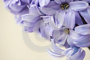 Blue star Hyacinth flowers. Macro. Soft focus. Spring nature background