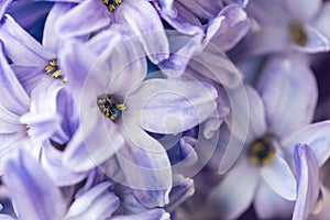 Blue star Hyacinth flowers. Macro. Soft focus. Spring nature background