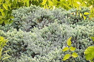 Blue Star Juniper Plant, Himalayan juniper. Needled evergreen shrub with silvery-blue, densely-packed foliage photo
