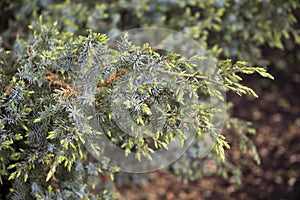 Blue star juniper shrub blossom in spring closeup