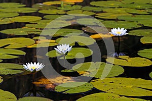 Blue Star Lotus Waterlilies Surrounded By Lily Pads Nymphaea nouchali