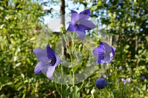 Blue star-shaped bell flowers Platycodon grandiflorus seem to float in the air against the backdrop of garden greenery.